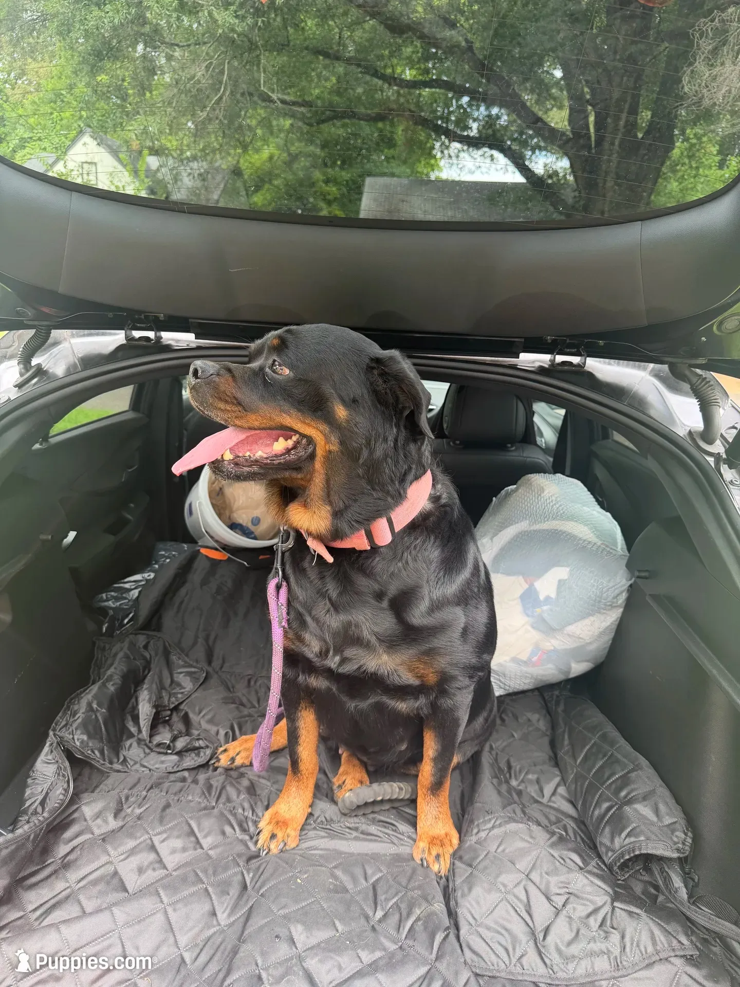 Black, a male Rottweiler for sale in Decatur, IL – 7 of 7