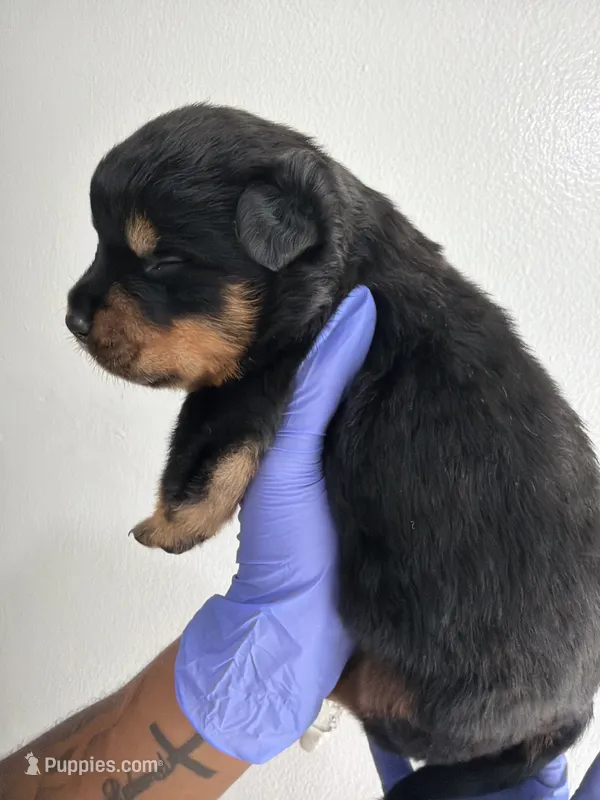Big 30 – Rottweiler puppy for sale in Decatur, IL