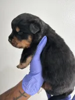 Big 30, a male Rottweiler for sale in Decatur, IL – 1 of 5