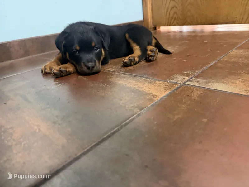 Red, a male Rottweiler for sale in Decatur, IL – 1 of 6