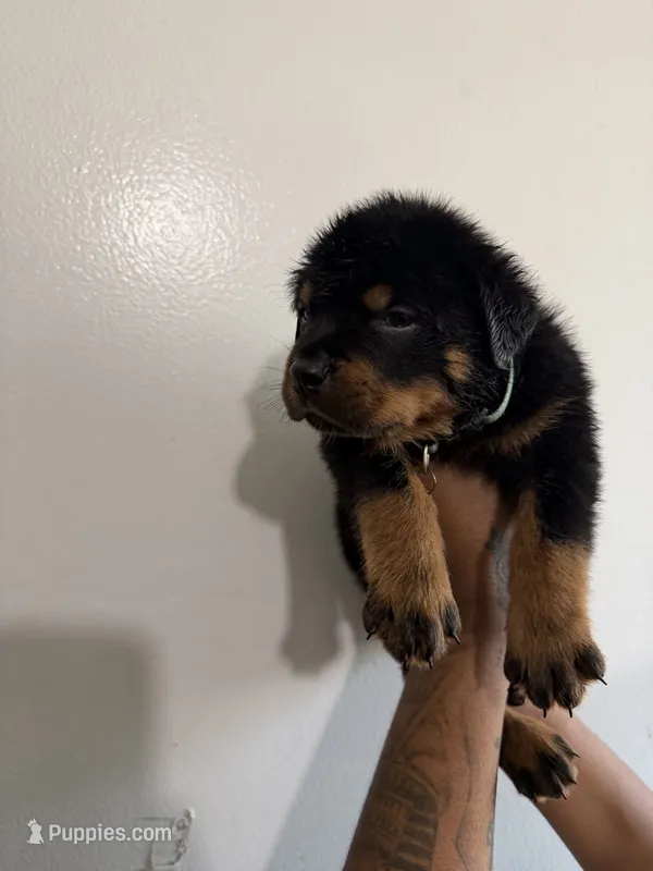 Green – Rottweiler puppy for sale in Decatur, IL