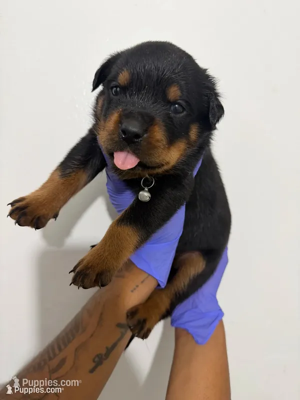 Blue – Rottweiler puppy for sale in Decatur, IL