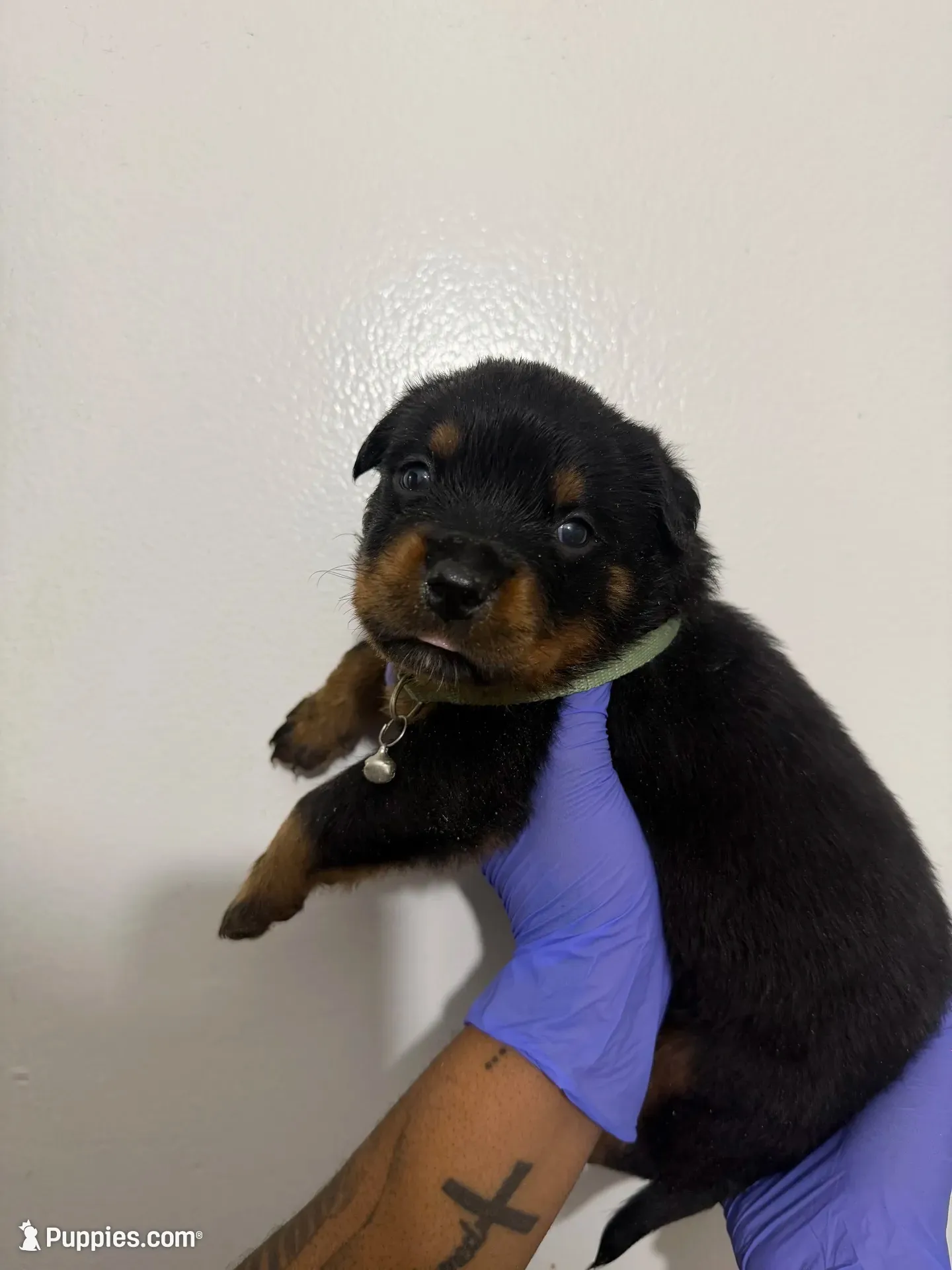 Green, a male Rottweiler for sale in Decatur, IL – 3 of 8