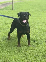 Big  Red, a male Rottweiler for sale in Decatur, IL – 6 of 8