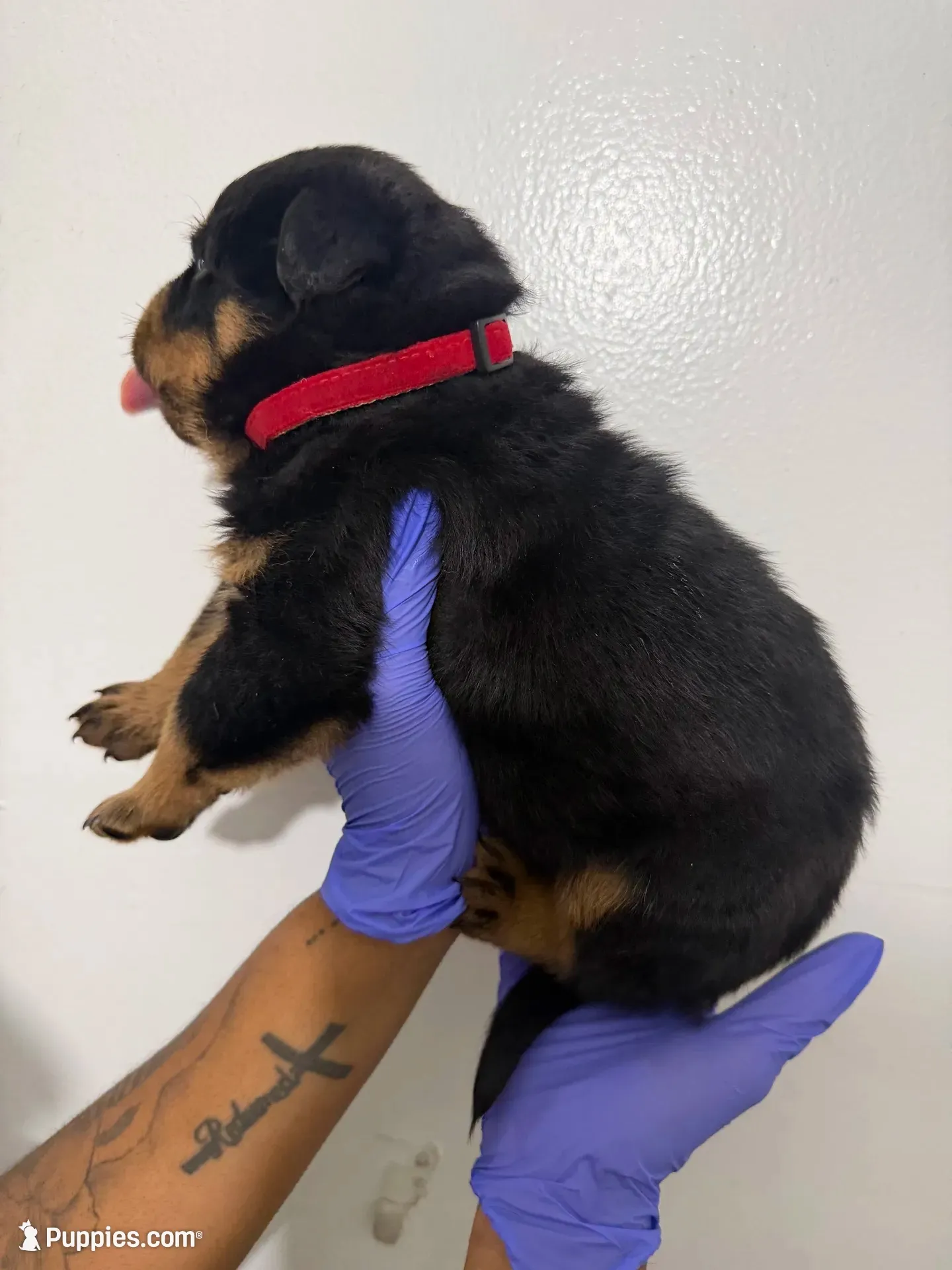 Big  Red, a male Rottweiler for sale in Decatur, IL – 3 of 8