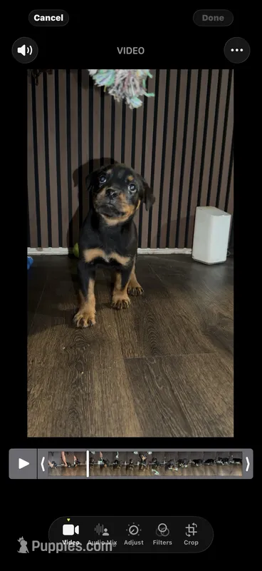 Black – Rottweiler puppy for sale in Decatur, IL