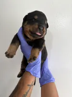 Big 30, a male Rottweiler for sale in Decatur, IL – 3 of 5