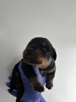 Gotti, a male Rottweiler for sale in Decatur, IL – 4 of 4