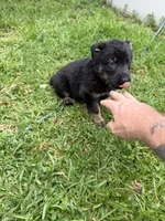 Black and Tan Female, a female German Shepherd Dog for sale in Orlando, FL – 6 of 10