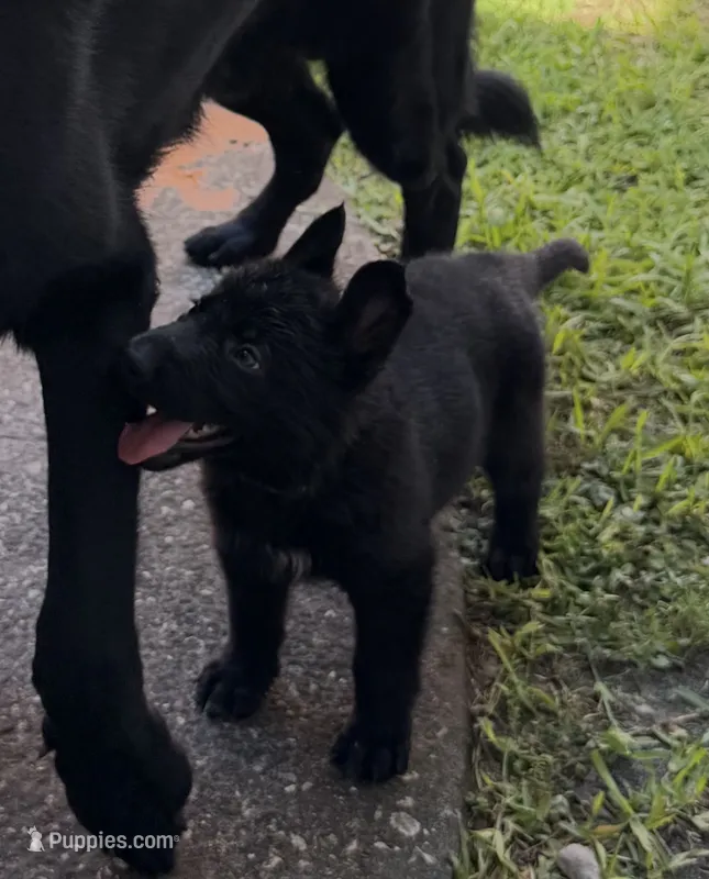 Green Collar Female – German Shepherd Dog puppy for sale in Orlando, FL