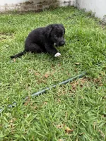 White Paw Male, a male German Shepherd Dog for sale in Orlando, FL – 5 of 7
