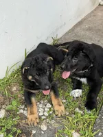 White Paw Male (reduced price), a male German Shepherd Dog for sale in Orlando, FL – 2 of 8
