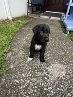 White Paw Male, a male German Shepherd Dog for sale in Orlando, FL – 3 of 7
