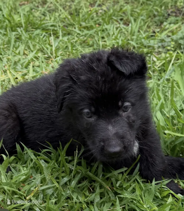 Male Black Collar – German Shepherd Dog puppy for sale in Orlando, FL