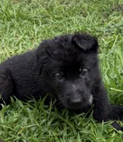 Male Black Puppy, a male German Shepherd Dog for sale in Orlando, FL – 4 of 8