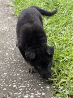 Black and Tan Female, a female German Shepherd Dog for sale in Orlando, FL – 2 of 10