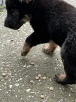 Black and Tan Female, a female German Shepherd Dog for sale in Orlando, FL – 7 of 10