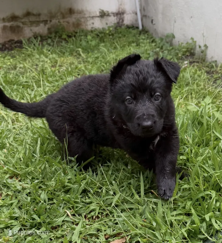 Female Pink Collar – German Shepherd Dog puppy for sale in Orlando, FL