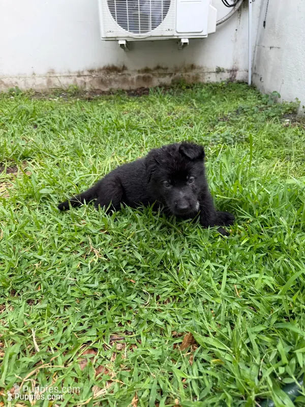 Male Black Collar – German Shepherd Dog puppy for sale in Orlando, FL