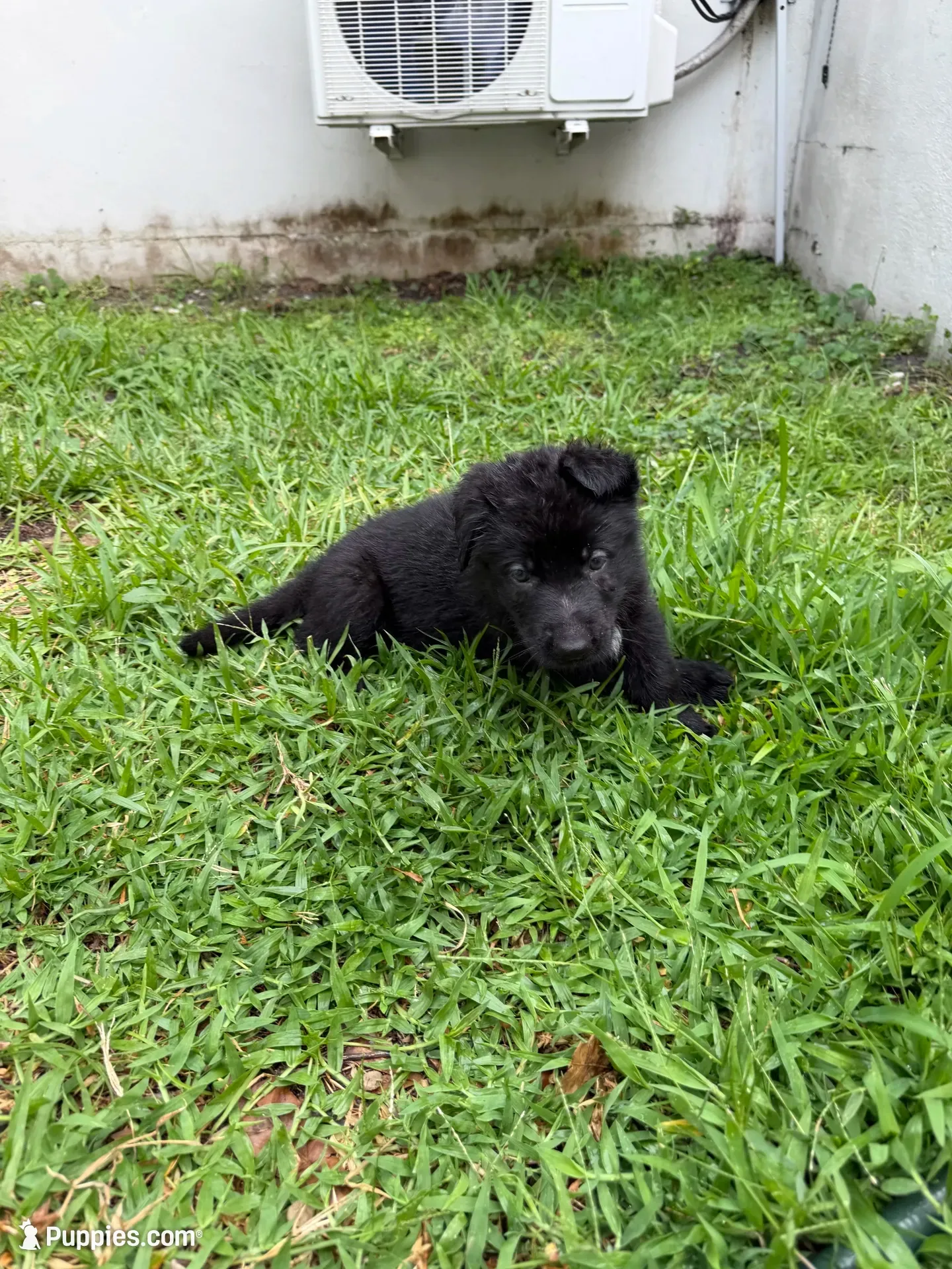 Male Black Collar, a male German Shepherd Dog for sale in Orlando, FL – 1 of 5