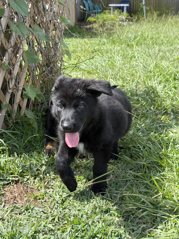 Male Black Puppy – German Shepherd Dog puppy for sale in Orlando, FL