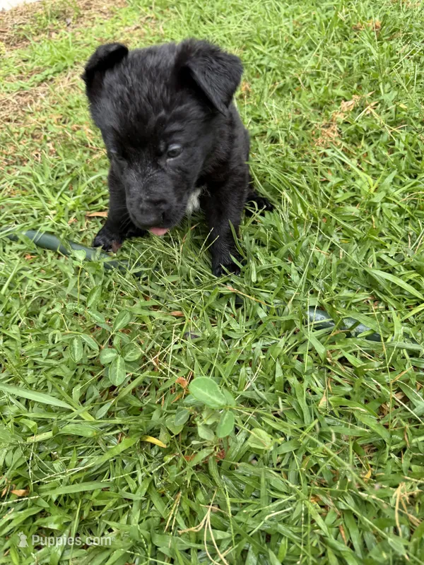 Female Pink Collar – German Shepherd Dog puppy for sale in Orlando, FL