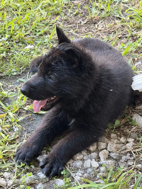Female Pink Collar – German Shepherd Dog puppy for sale in Orlando, FL