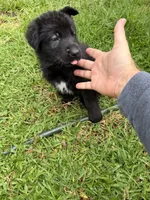 Male Black Collar, a male German Shepherd Dog for sale in Orlando, FL – 2 of 5