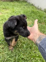 Black and Tan Female, a female German Shepherd Dog for sale in Orlando, FL – 4 of 10