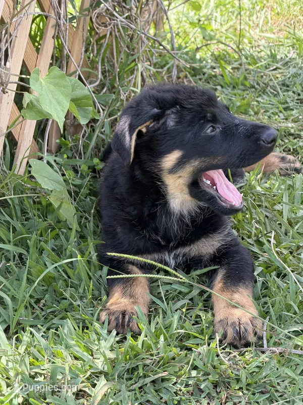 Black and Tan Female  – German Shepherd Dog puppy for sale in Orlando, FL