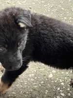 Black and Tan Female, a female German Shepherd Dog for sale in Orlando, FL – 8 of 10