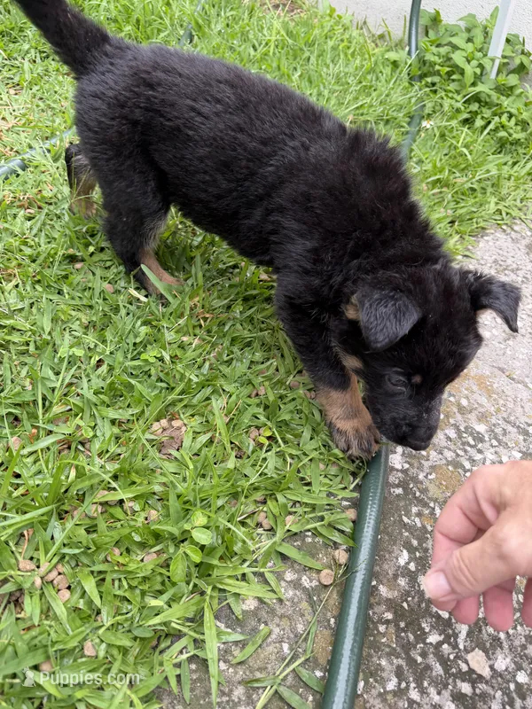 Black and Tan Female – German Shepherd Dog puppy for sale in Orlando, FL