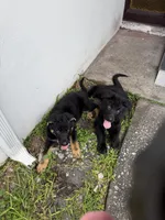 Male Black Puppy, a male German Shepherd Dog for sale in Orlando, FL – 2 of 8