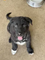 White Paw Male (reduced price), a male German Shepherd Dog for sale in Orlando, FL – 6 of 8