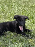 Male Black Puppy, a male German Shepherd Dog for sale in Orlando, FL – 3 of 8