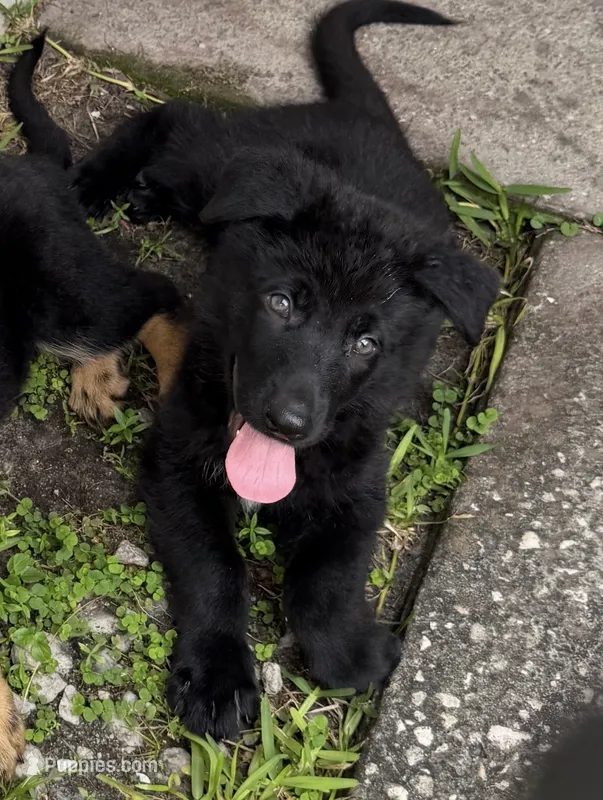 Male Black Puppy – German Shepherd Dog puppy for sale in Orlando, FL