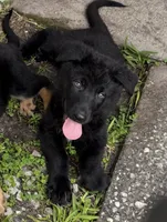 Black GSD Puppy (reduced price), a male German Shepherd Dog for sale in Orlando, FL – 1 of 9