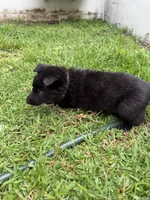 Green Collar Female, a female German Shepherd Dog for sale in Orlando, FL – 5 of 7
