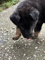Black and Tan Female, a female German Shepherd Dog for sale in Orlando, FL – 3 of 10