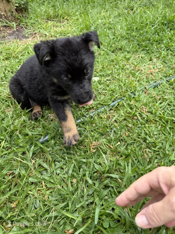 Black and Tan Female – German Shepherd Dog puppy for sale in Orlando, FL
