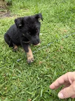 Black and Tan Female, a female German Shepherd Dog for sale in Orlando, FL – 5 of 10