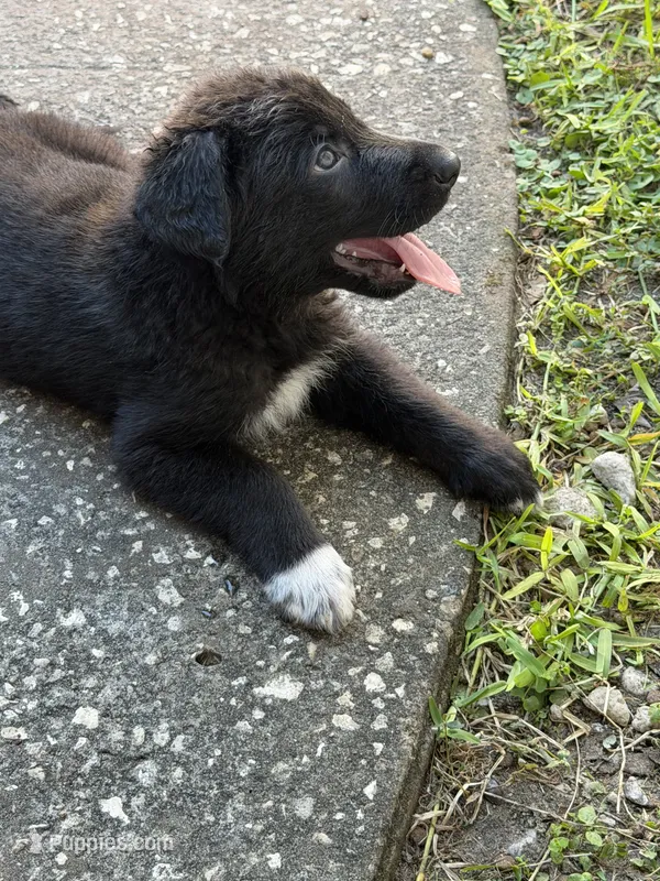 White Paw Male – German Shepherd Dog puppy for sale in Orlando, FL