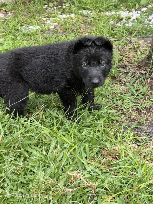 Green Collar Female – German Shepherd Dog puppy for sale in Orlando, FL