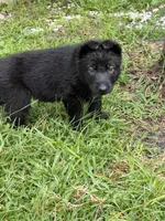 Green Collar Female, a female German Shepherd Dog for sale in Orlando, FL – 1 of 7