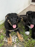 White Paw Male (reduced price), a male German Shepherd Dog for sale in Orlando, FL – 4 of 8