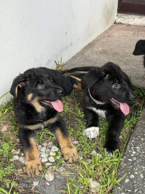 White Paw Male – German Shepherd Dog puppy for sale in Orlando, FL