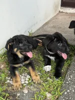 White Paw Male (reduced price), a male German Shepherd Dog for sale in Orlando, FL – 1 of 8
