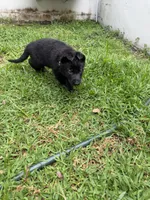 Green Collar Female, a female German Shepherd Dog for sale in Orlando, FL – 3 of 7