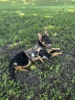 Female Pink Collar, a female German Shepherd Dog for sale in Orlando, FL – 3 of 3