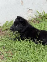 Green Collar Female, a female German Shepherd Dog for sale in Orlando, FL – 2 of 7